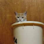 チャビちゃん (7).jpg